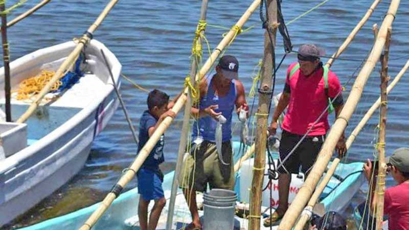 Padece la pesca de colapso económico