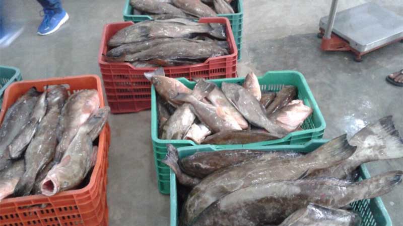 Pescan mero 163 barcos