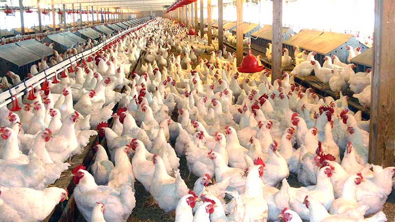 México: producción de pollo y huevo no se detiene en Aguascalientes tras coronavirus