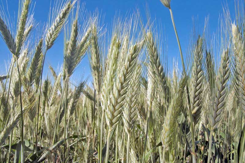 Registra 13.6% aumento en la producción de trigo panificable en el país: Agricultura