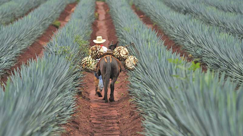 La industria tequilera no ha cancelado su actividad; aplican estricto protocolo sanitario