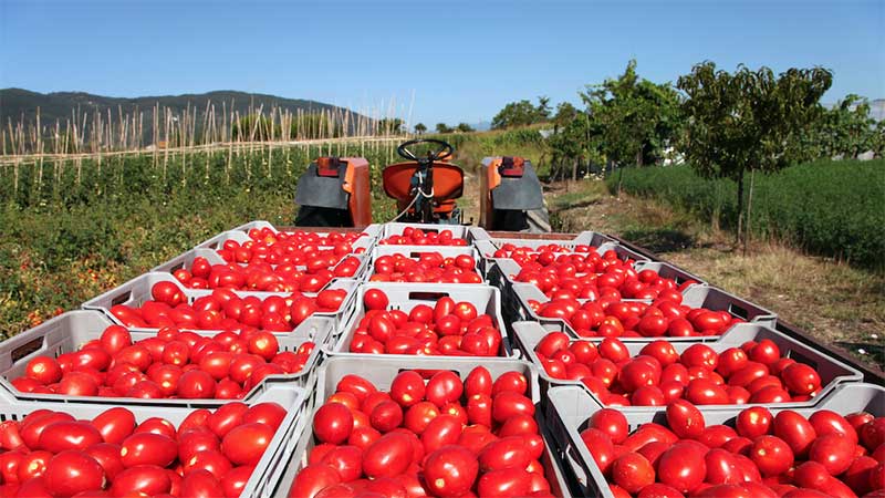Pese a contingencia, EU comienza inspecciones al tomate en la frontera