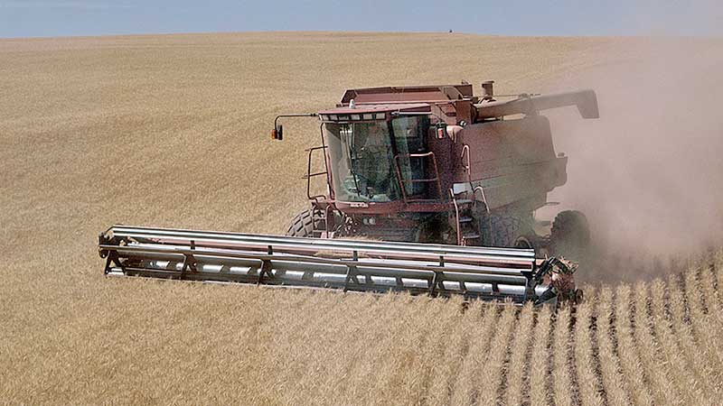 Producción de trigo creció 13.6%