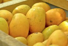 Exportación de mango veracruzano se agilizará gracias a embajador de EU Exportación de mango veracruzano se agilizará gracias a embajador de EU