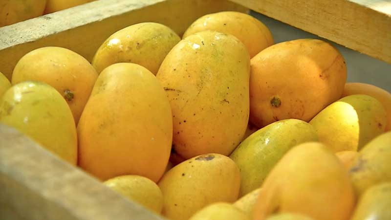 Exportación de mango veracruzano se agilizará gracias a embajador de EU