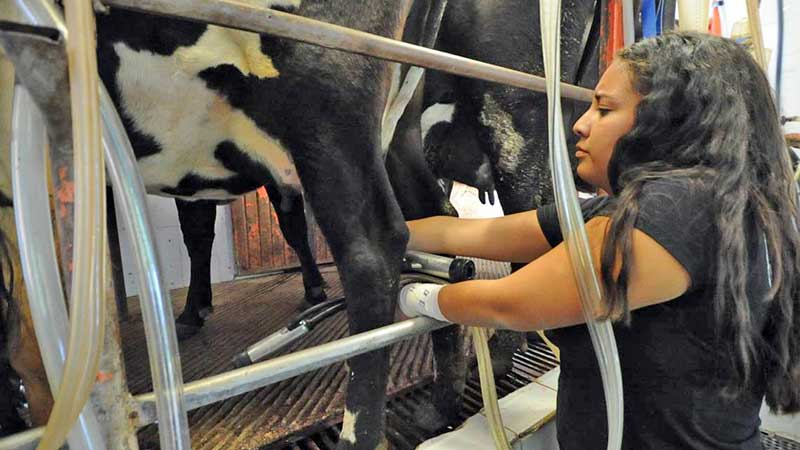 Sin parar labores más de 150 mil productores de leche en el país
