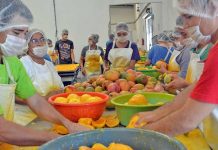 ¡Pinta bien! Arranca temporada de mango en El Rosario ¡Pinta bien! Arranca temporada de mango en El Rosario