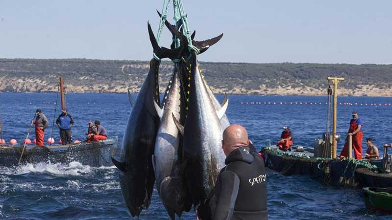 Anuncia SEDER tope de captura de atún aleta azul