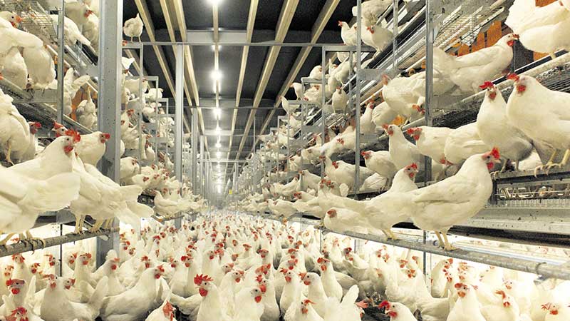 México trabaja para exportar pollo y huevo a Estados Unidos