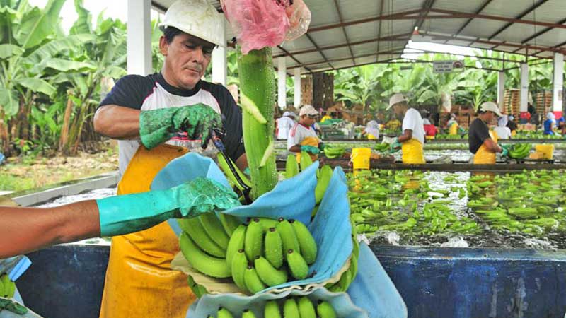 Garantizadas exportaciones de azúcar, plátano y limón en Tabasco