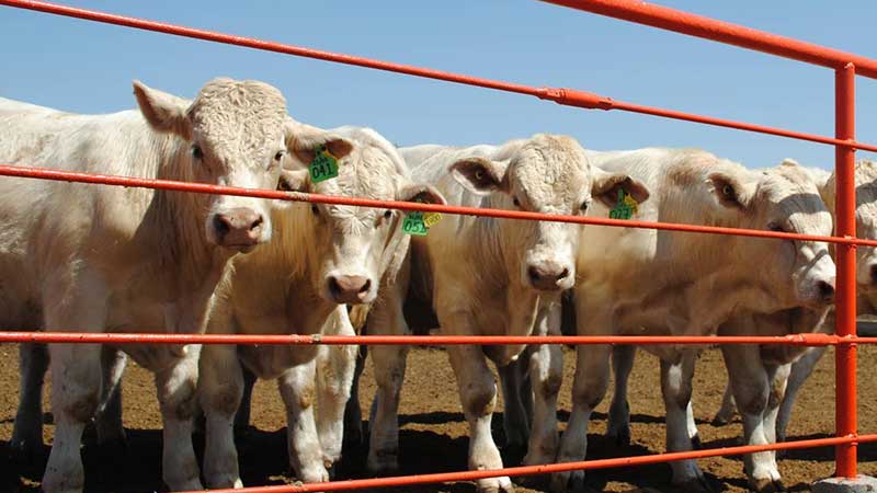 Chihuahua mantiene a buen ritmo exportación de ganado a EU