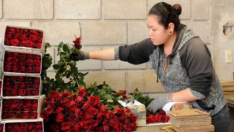 Floricultores mexiquenses prevén pérdidas por 500 mdp en celebración del 10 de mayo