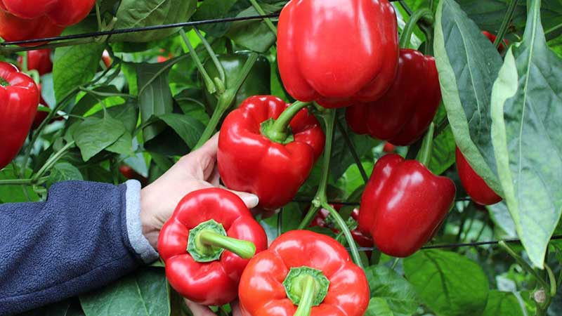 Restaurantes cerrados en EU por la COVID-19 recortan hasta 20% exportaciones agrícolas en México
