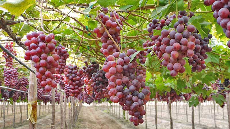 Maquila y uva podrían emplear a los ‘paisanos’