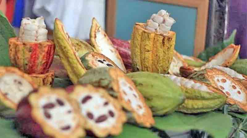 Le va "de perlas" al plátano y al cacao en Tabasco