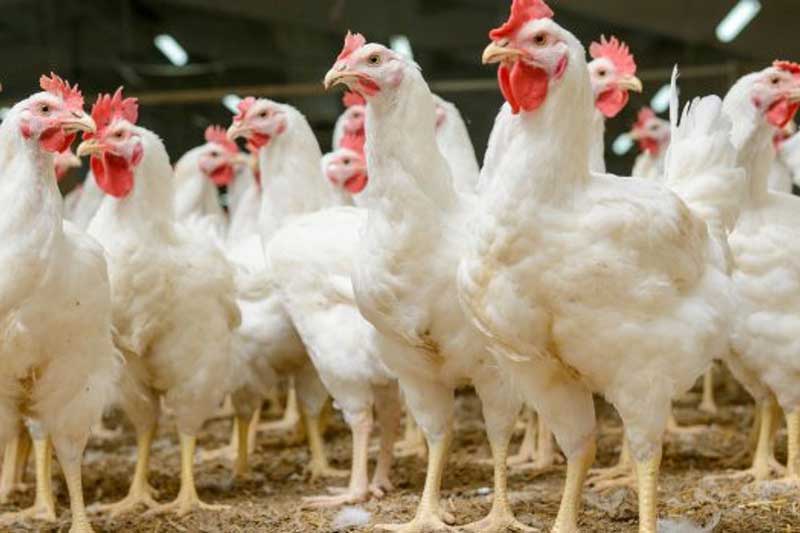Plantean exportar pollo y huevo para EU