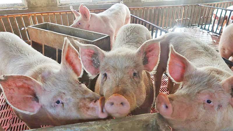 Bachoco se diversifica y suma a sus negocios la producción de carne de cerdo
