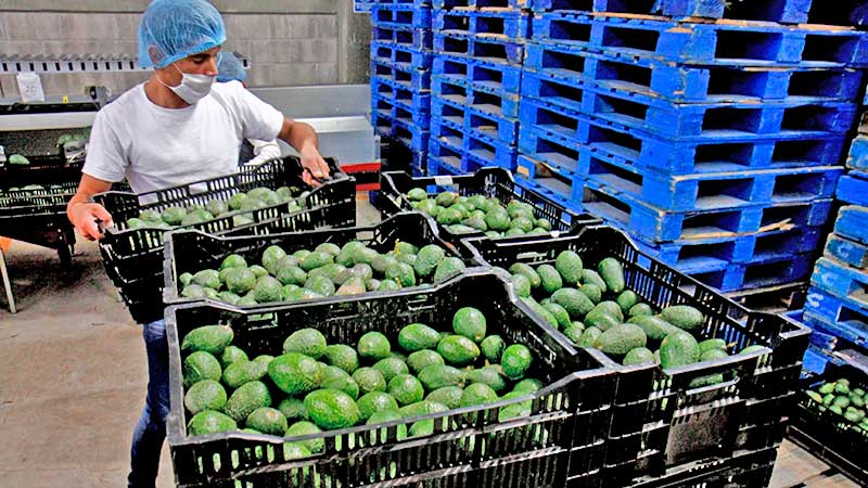 Exportaciones agroalimentarios de México suben 11.68% pese a coronavirus en primer cuatrimestre de 2020
