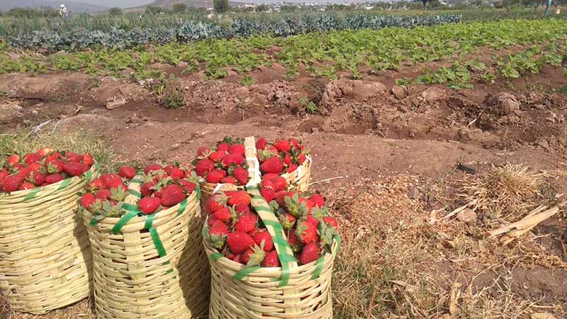 Exportación de fresas sigue sin afectaciones