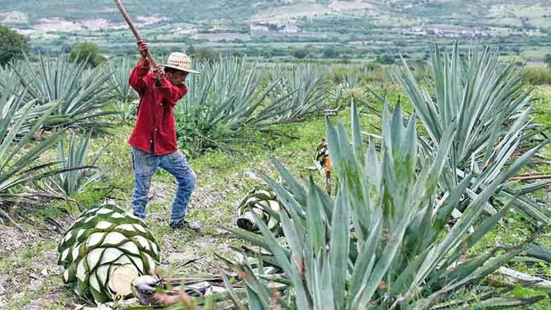 Frena pandemia la producción de mezcal en Oaxaca