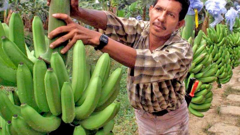 Proliferan plantaciones de plátano en la zona de Carrizal