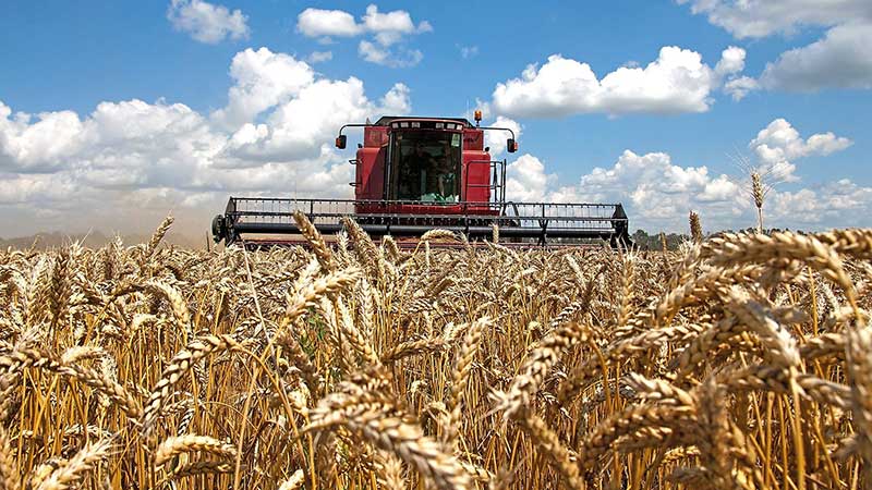 La exportación de trigo repunta en Sonora