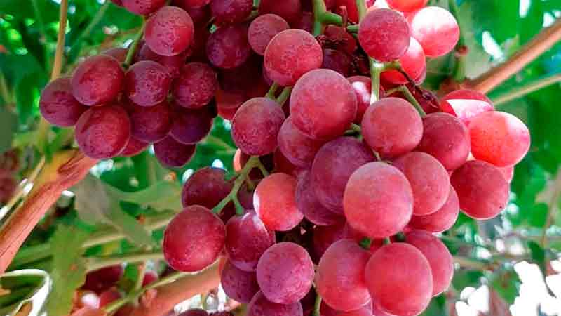 Exporta México más de 100 toneladas de uva a Corea del Sur