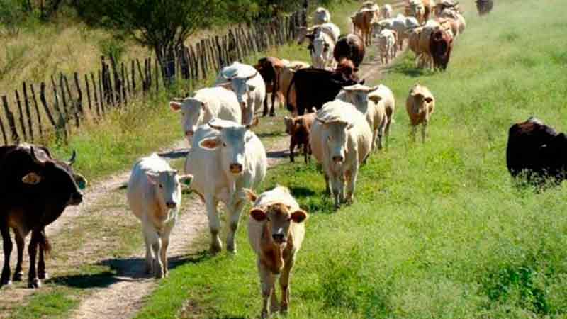 Exportadas, 184 mil cabezas de ganado