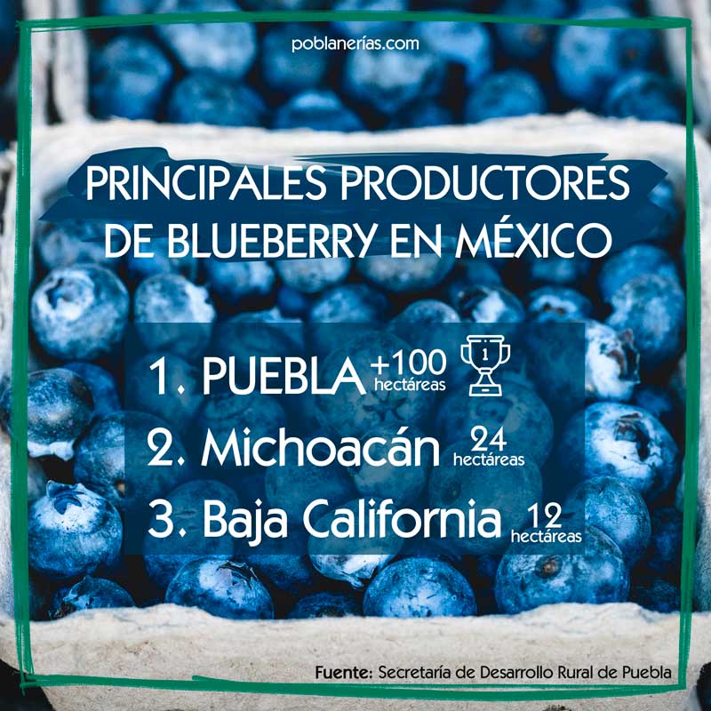 Puebla lidera producción de arándano azul orgánico en México