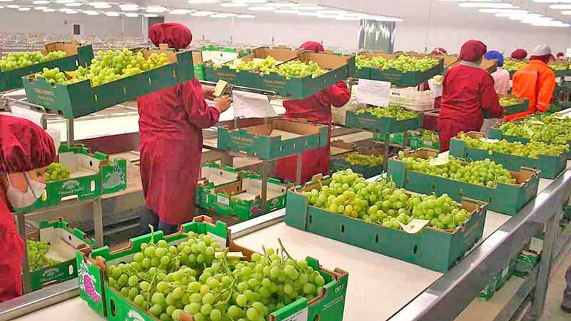 Balanza agroalimentaria aumentó 11.34% entre enero y mayo del 2020: Sader