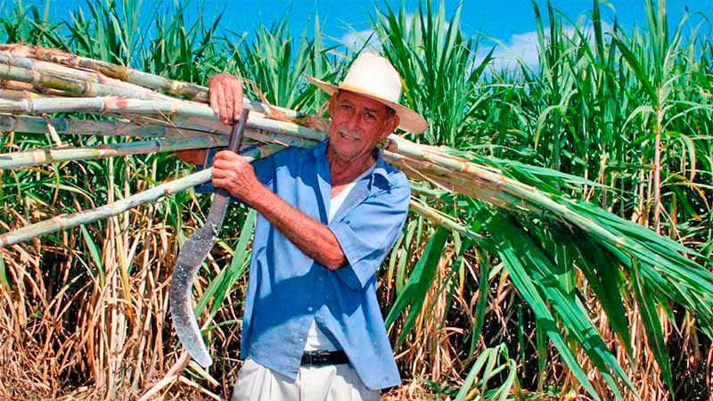 Cañeros de Chetumal en incertidumbre por el precio del azúcar