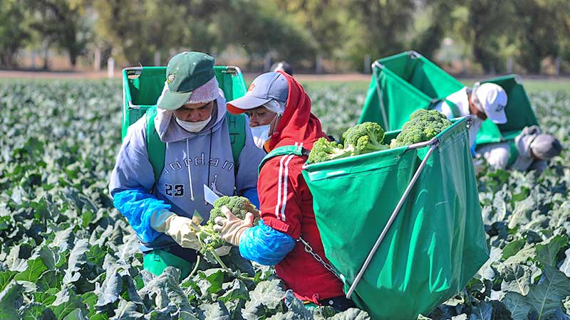 Productores de hortalizas en Puebla reanudan paulatinamente las exportaciones a Estados Unidos