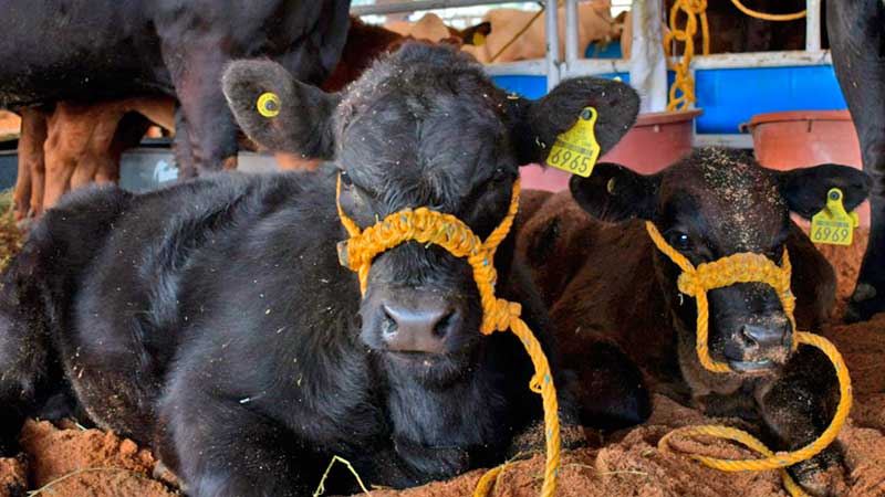 Exporta Zacatecas más de 19 mil cabezas de ganado 