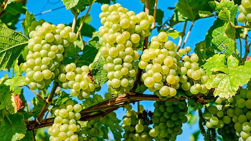 Corea del Sur se deleita con uva cosechada en Sonora