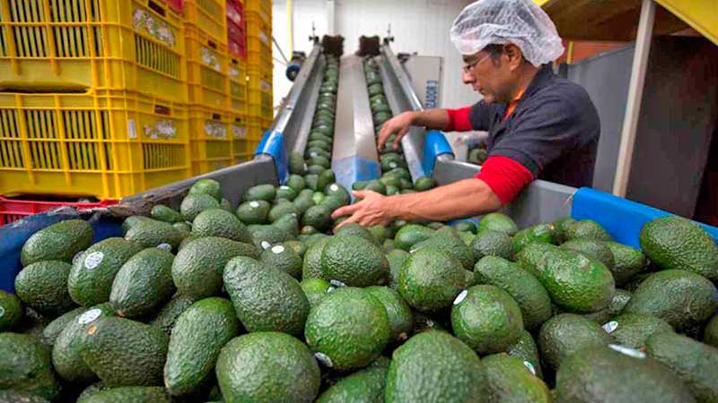 Subieron 4.26% las exportaciones agroalimentarias: Sader