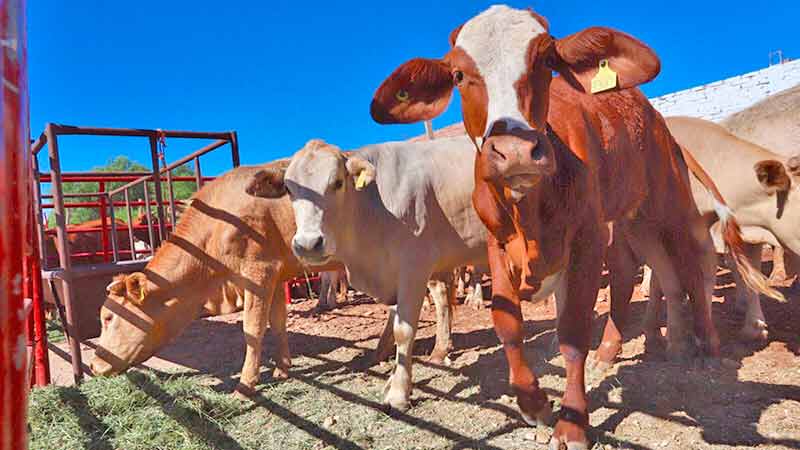Crece de enero a junio de 2020 exportación de ganado a EU: CNOG