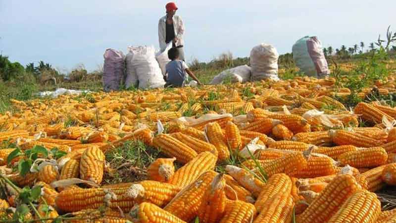 México tendrá importación récord de maíz en 2020 con 17.7 millones de toneladas métricas