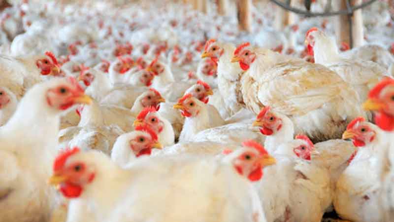 Esperan que la producción de carne de pollo en México crezca un 3% en 2021 pese a la recesión económica