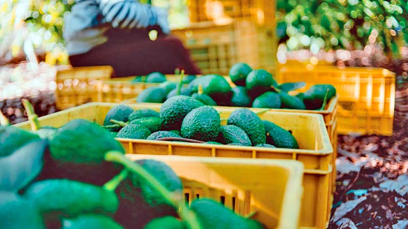 Estima Sader crecimiento de 4.9% en producción de alimentos este año