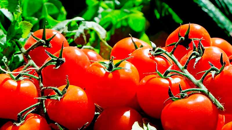 ¡A tomatazos! Pese al COVID, exportaciones hortofrutícolas tienen superávit del 7.5 mmd