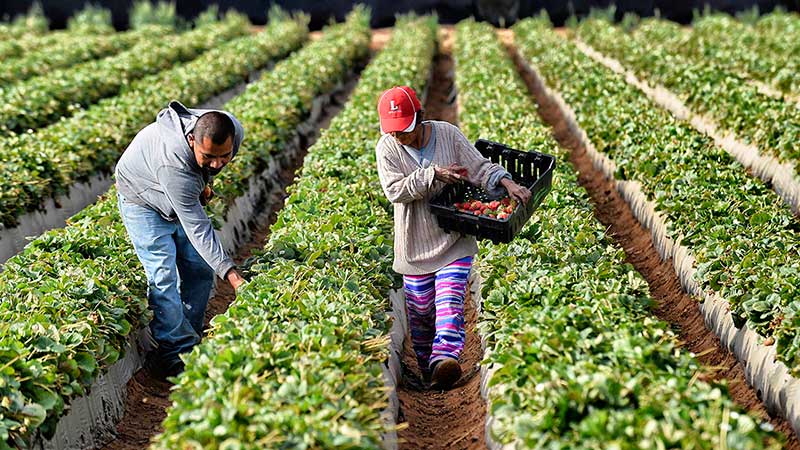 Agroexportaciones mexicanas deben salir de su zona de confort