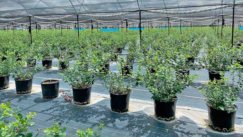 Se posiciona Guanajuato como exportador de Berries para el mundo