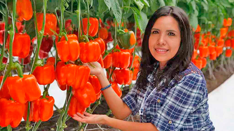 Crece exponencialmente la exportación de agroalimentos de Guanajuato