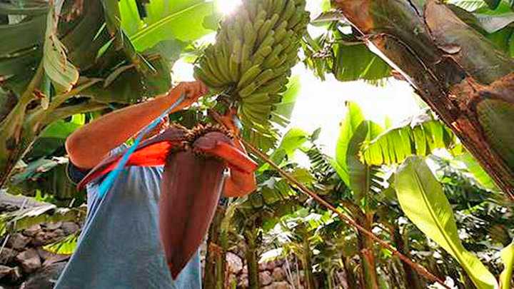 Producción de plátano en Tabasco sigue en esquemas tradicionales