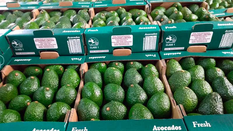 Pandemia no frena auge aguacatero