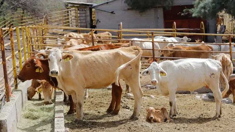 Sonora: Segundo lugar nacional en exportación de ganado en 2020