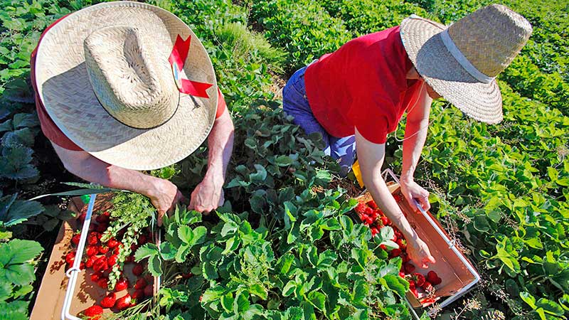 EU perfila tarifas contra pimientos y fresas mexicanas