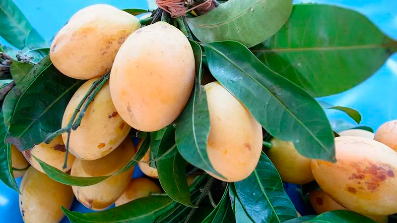 México primer lugar en exportación de mango a nivel mundial; Sinaloa genera el 40% de la producción