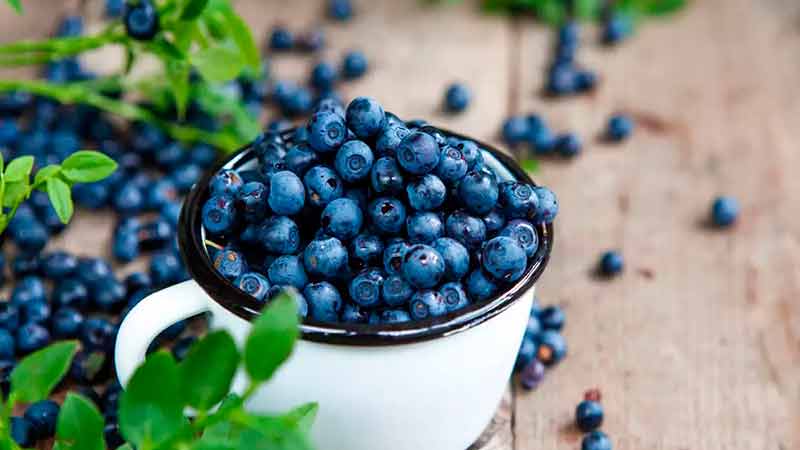 EU inicia investigación contra importaciones de blueberries, de las que México es su tercer proveedor