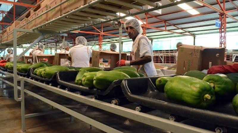 El superávit agroalimentario de México crece 30.9%